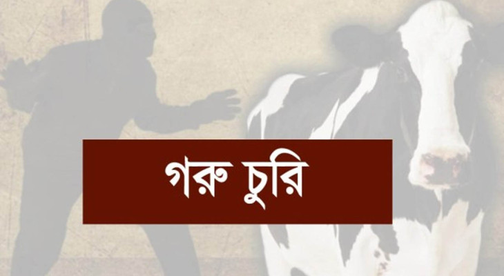 পাবনার সাঁথিয়ায় কৃষকের দু’টি গরু চুরি